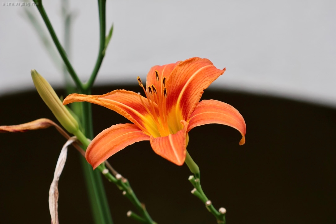 75463601-1D96-4459-B86A-3C69165A4FC6_1_105_c