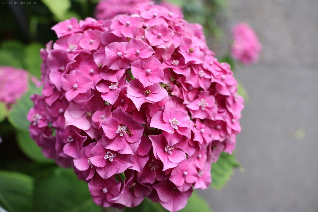 8A656F9F-A086-4439-9917-D8D79390AACF_1_105_c