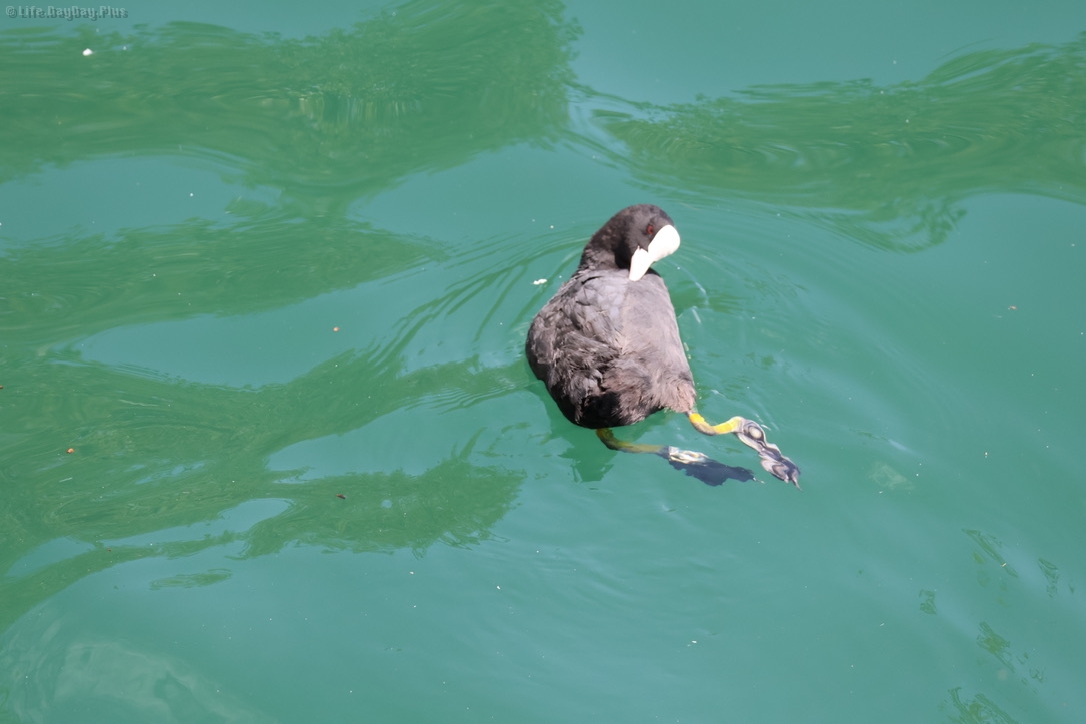 4A15ED39-D024-4B83-8BAE-D26743CA5645_1_105_c