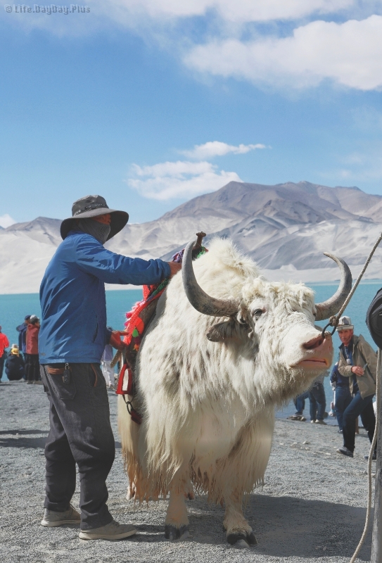 白沙湖牦牛